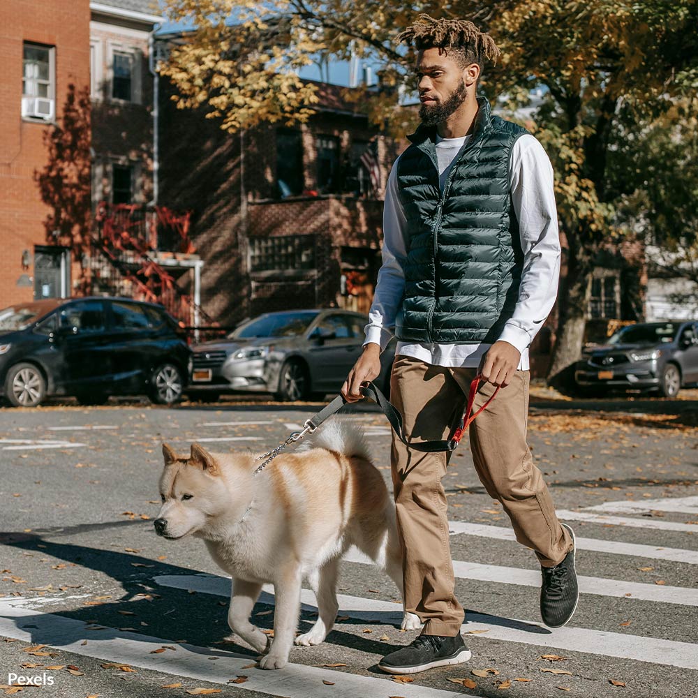 Change New York's Outdated Hit and Run Laws — Save Pet Lives