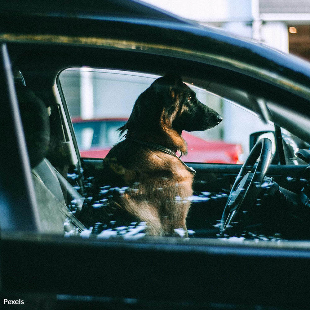 Legalize Rescuing Pets in Iowa from Hot Cars