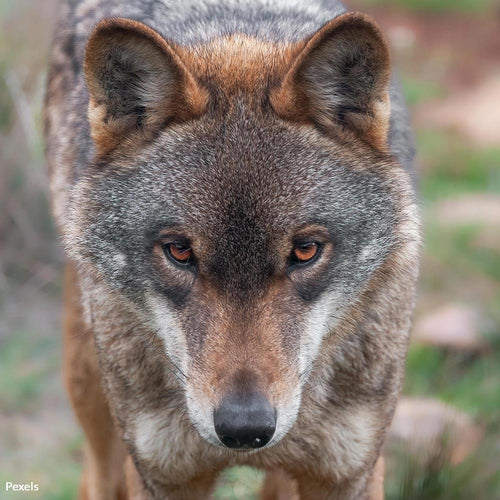 Protect Red Wolves From Deadly Vehicle Strikes