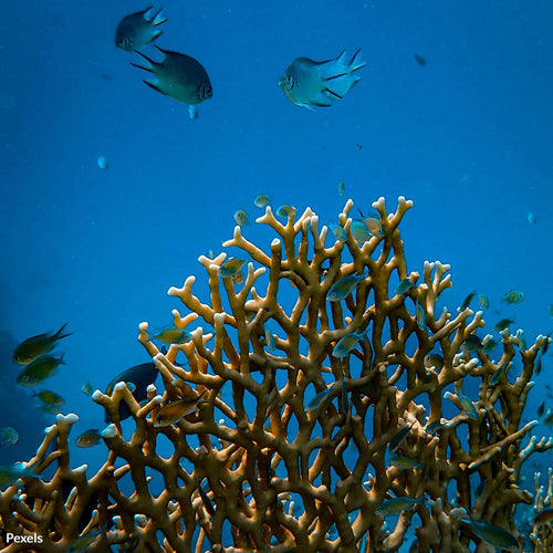 Protect Florida's Coral Reefs Before They Disappear