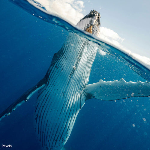 Protect Nantucket's Right Whales from Offshore Wind Projects