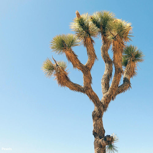 Save the Iconic Joshua Trees from Permanent Destruction