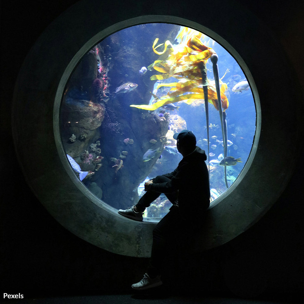 End SeaQuest‘s Legacy of Abuse and Neglect