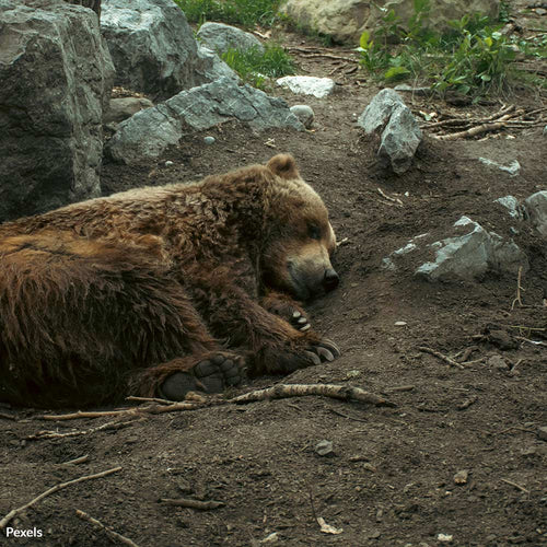 End the Cruel Hunt for Sleeping Bears and Cubs in Alaska