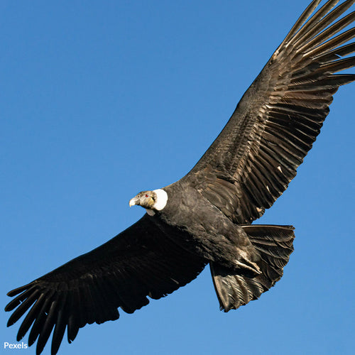Stop the Illegal Killing of Majestic California Condors