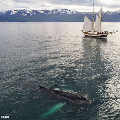 Join the Fight Against Iceland's Brutal Whale Hunts