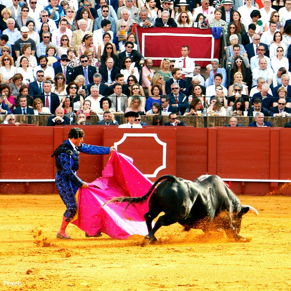 No More Bull Bloodshed — Help Us Ban Bullfighting in Venezuela