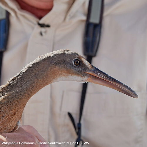 Protect the Mission Bay Habitat and Endangered Birds