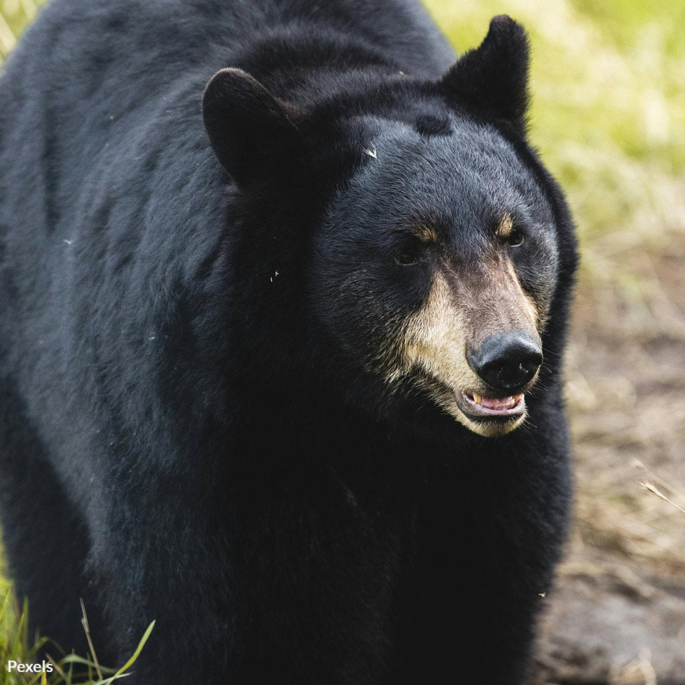 Protect Louisiana Black Bears From Cruel and Unnecessary Slaughter