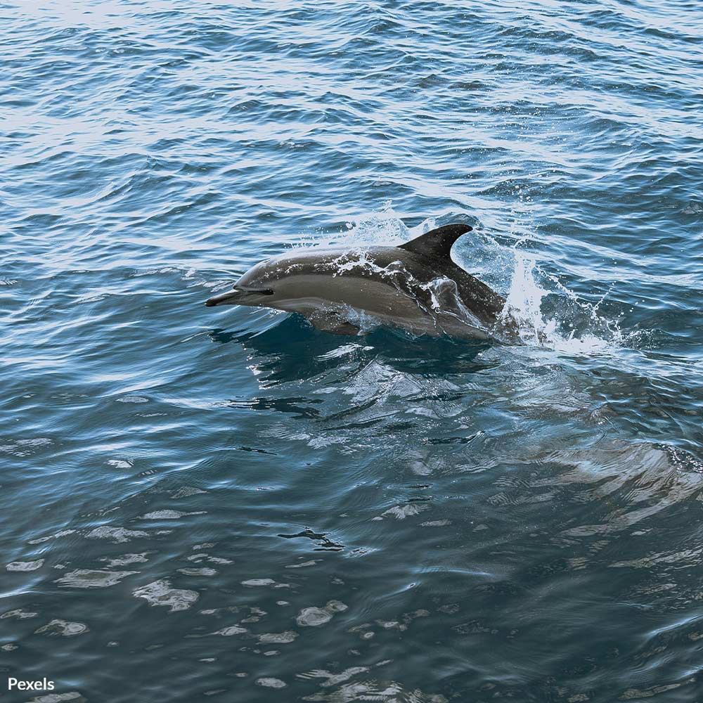 Prevent the Tragic Loss of Louisiana’s Bottlenose Dolphins