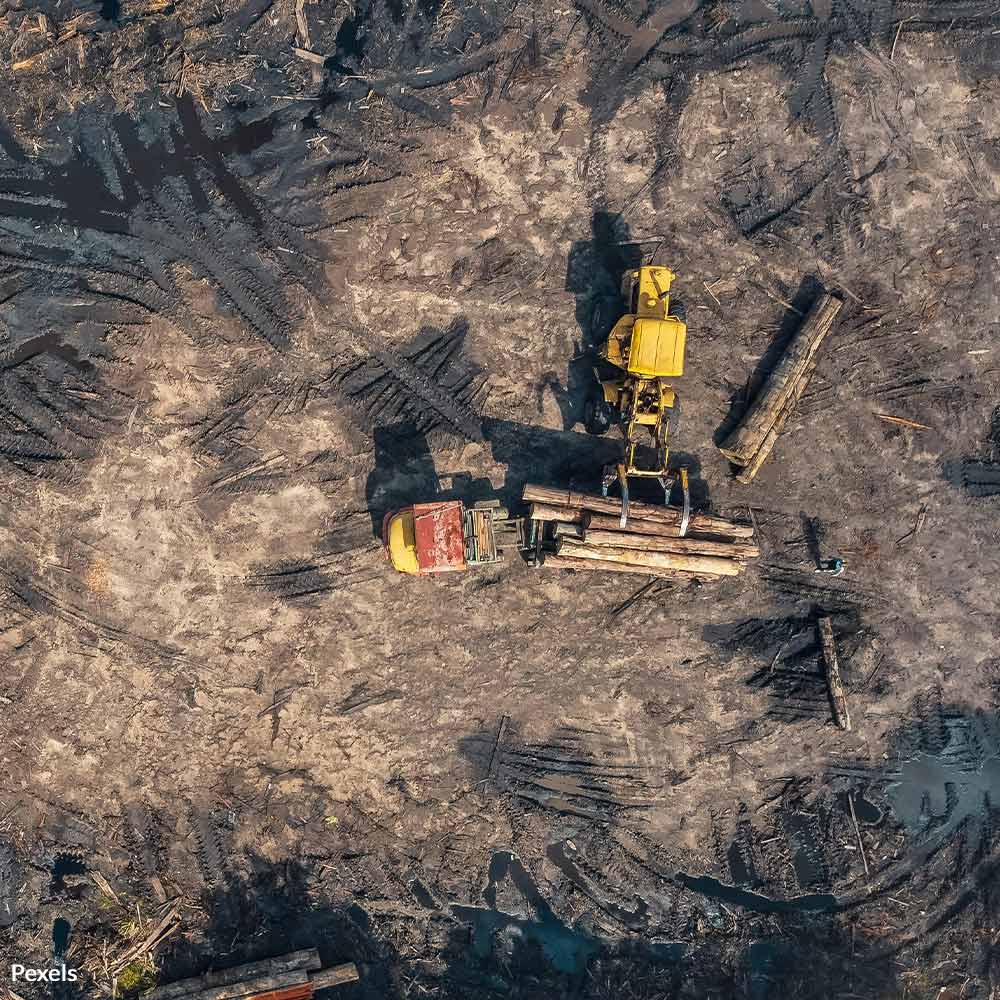 Stop Illegal Palm Oil Imports and Save Our Rainforests