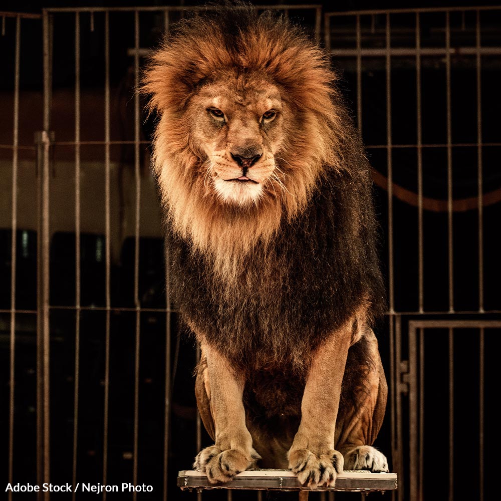 Save Wild Animals from Cruelty — Stop Circus Exploitation