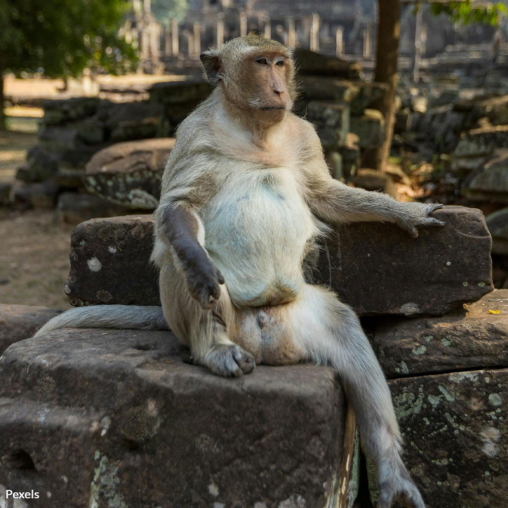 Protect Angkor’s Innocent Monkeys from Exploitation on YouTube