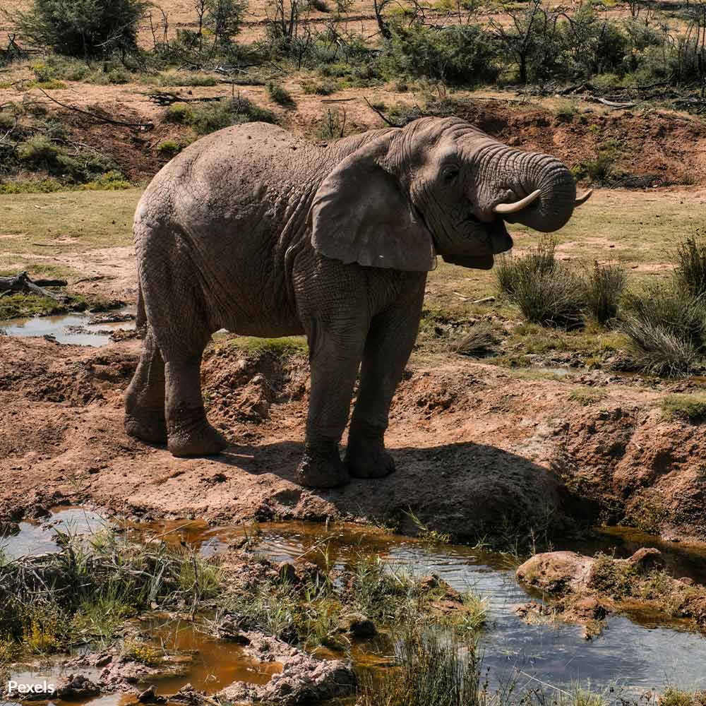 Stop the Slaughter of Tanzania’s Last 'Super Tusker' Elephants