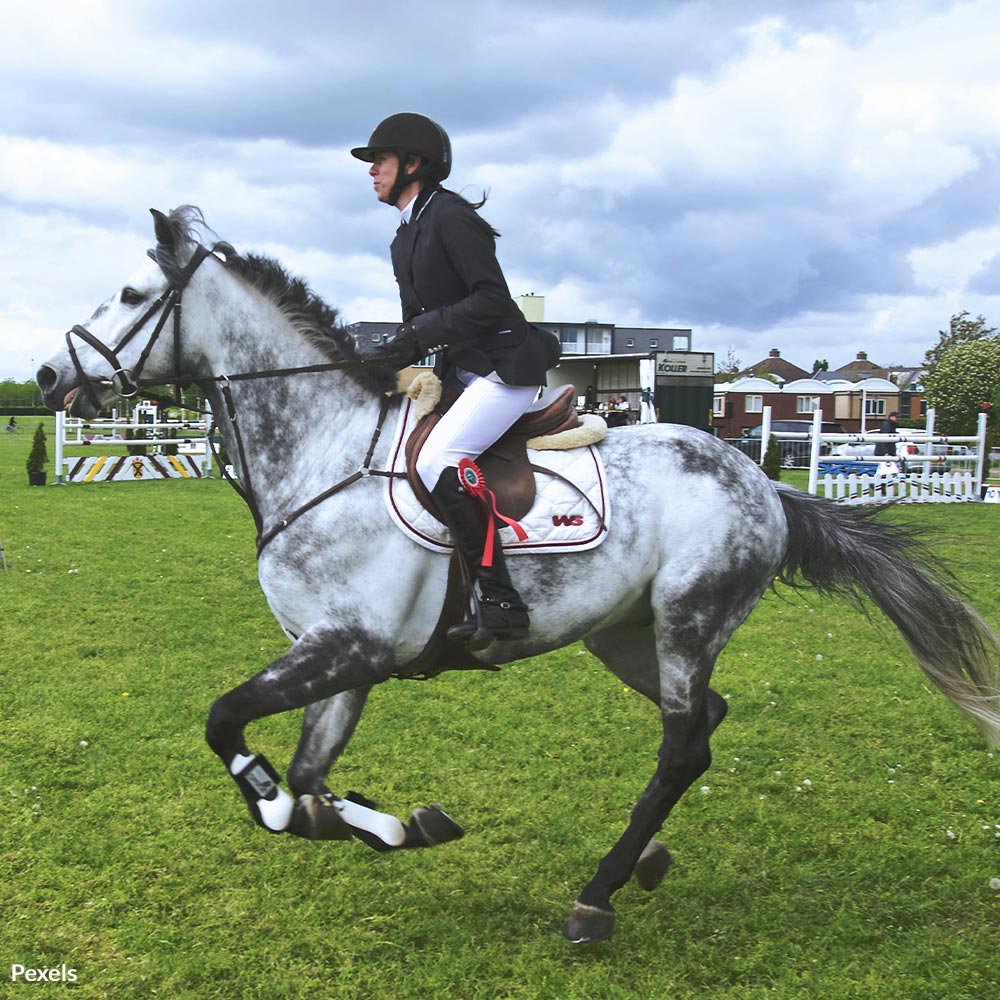 Keep Horrific Horse Abuse Out of the Olympics