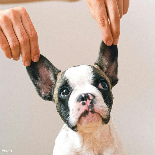 Stand Up for Dogs — End Cosmetic Ear Cropping