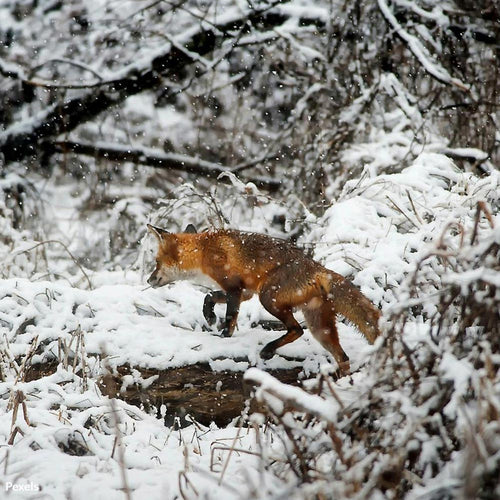 Stop the Slaughter of Innocent Wildlife on Our Public Lands