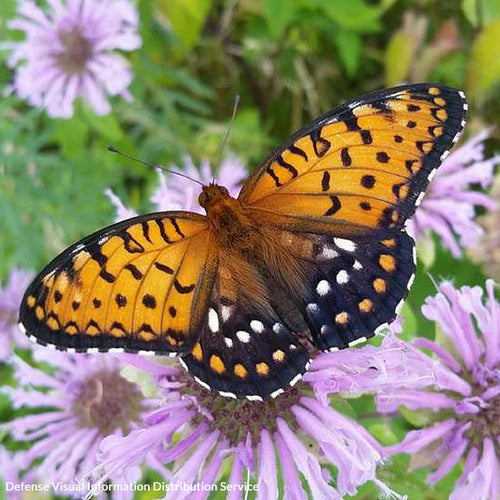 Don’t Let the Eastern Regal Fritillary Butterfly Disappear Forever