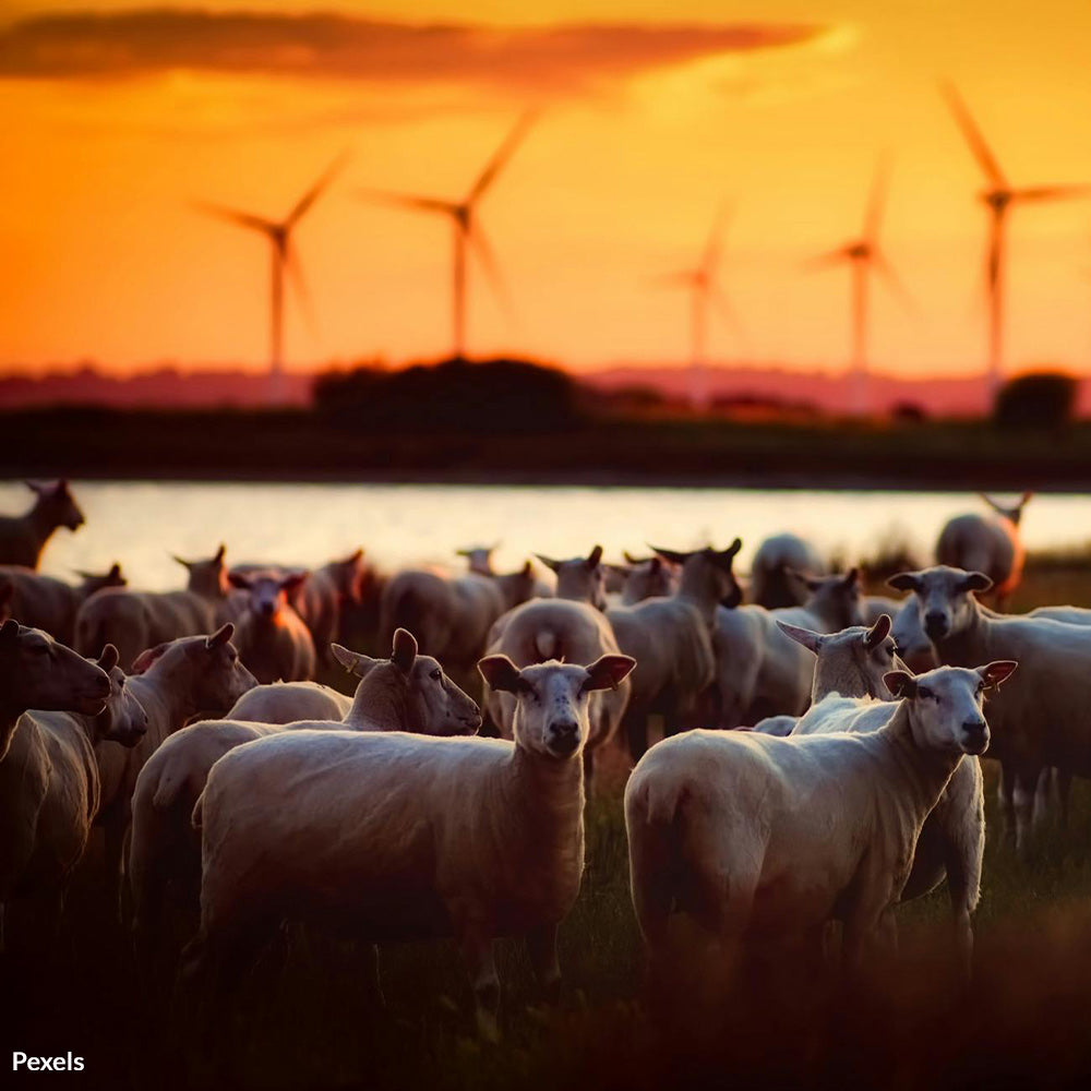 Defend Animals From Wind Farm Dangers