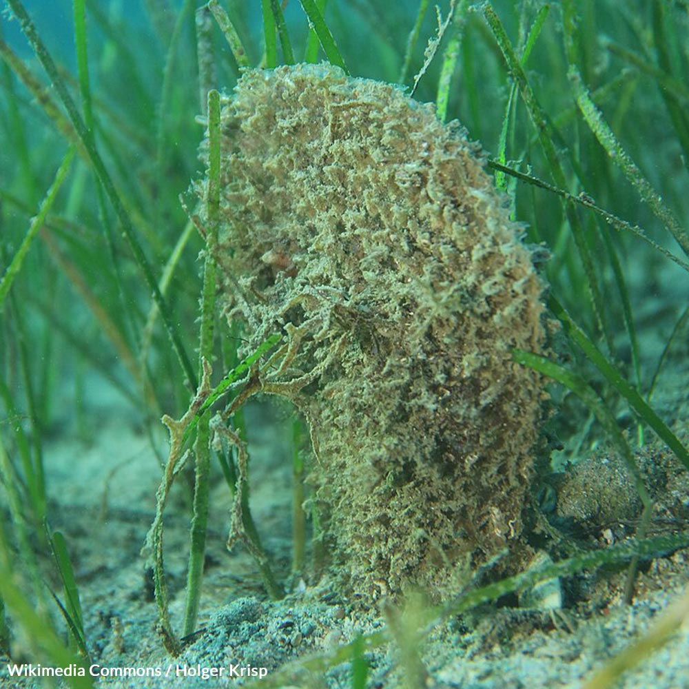 Protect the Last Noble Pen Shells in the Mediterranean