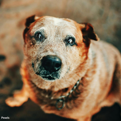 Fix Power Failures and Save Senior Dogs from Needless Death