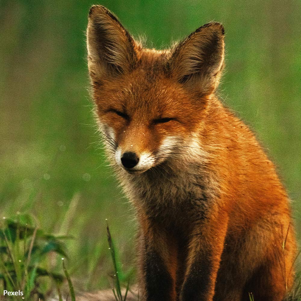 Stop the Attack on Animal Rights — Say No to Fox Hunters’ Legal Protection