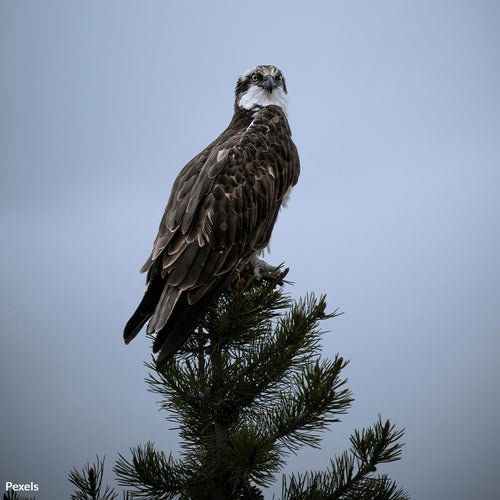 Support California’s Ban on Toxic Poisons in Our Wilderness