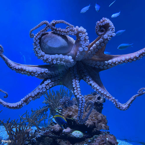Save Octopuses from Inhumane Farming