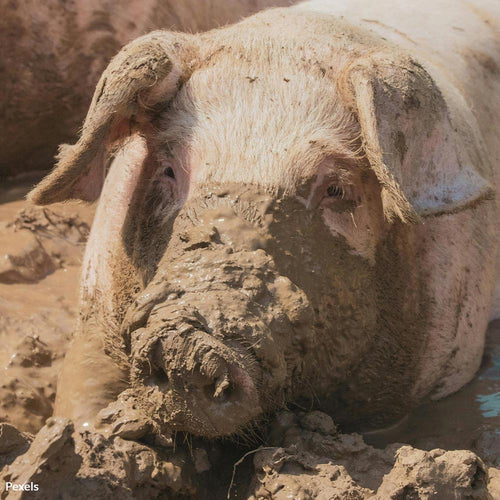 End Barbaric Pig Scramble Torture