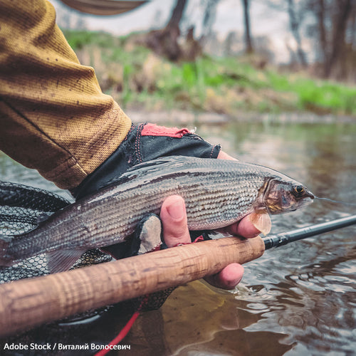 Don’t Let Greed Kill Montana’s Grayling