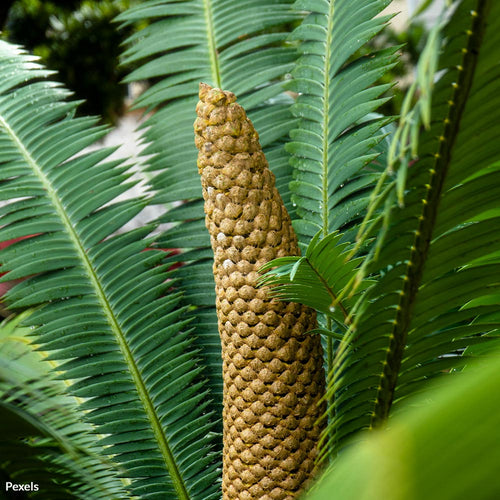 Stop Online Illegal Plant Poaching From Destroying Ecosystems