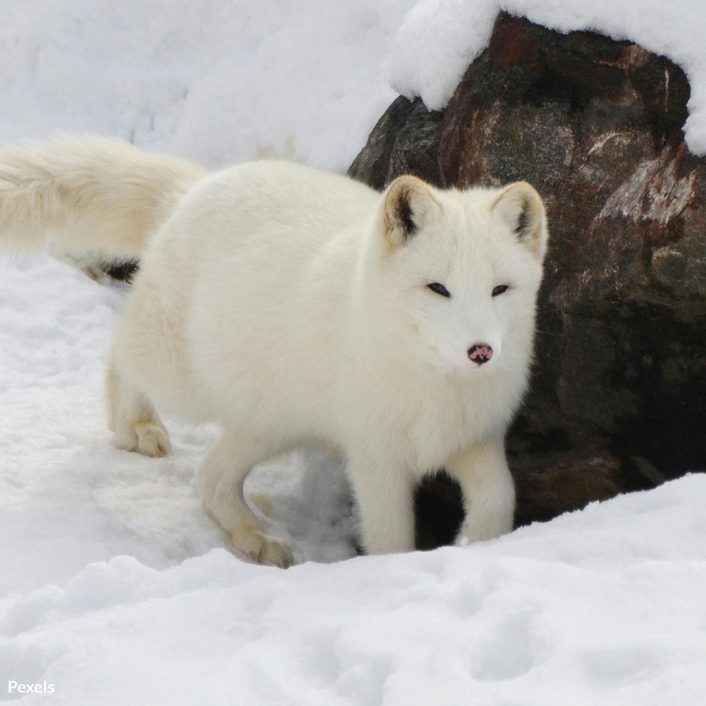 Prevent The Fur Trade From Fueling the Next Pandemic