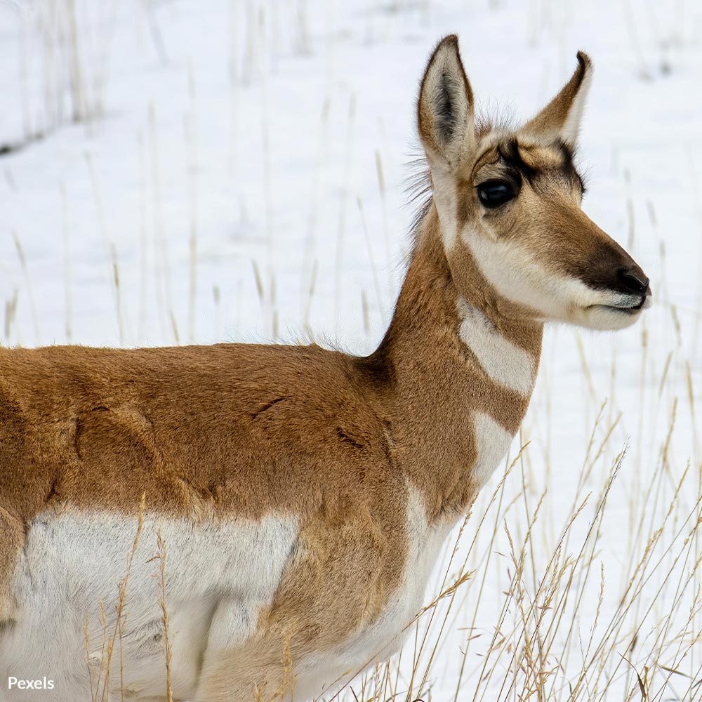 Stop Poachers From Slaughtering Utah’s Wildlife