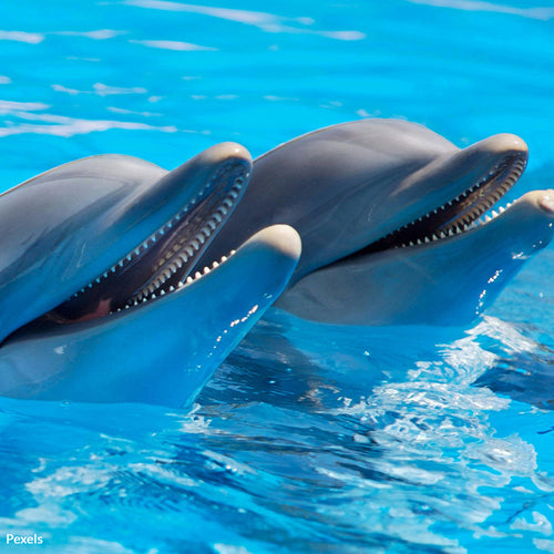 Support Disney’s Compassionate Move to Relocate EPCOT’s Dolphins and Manatee