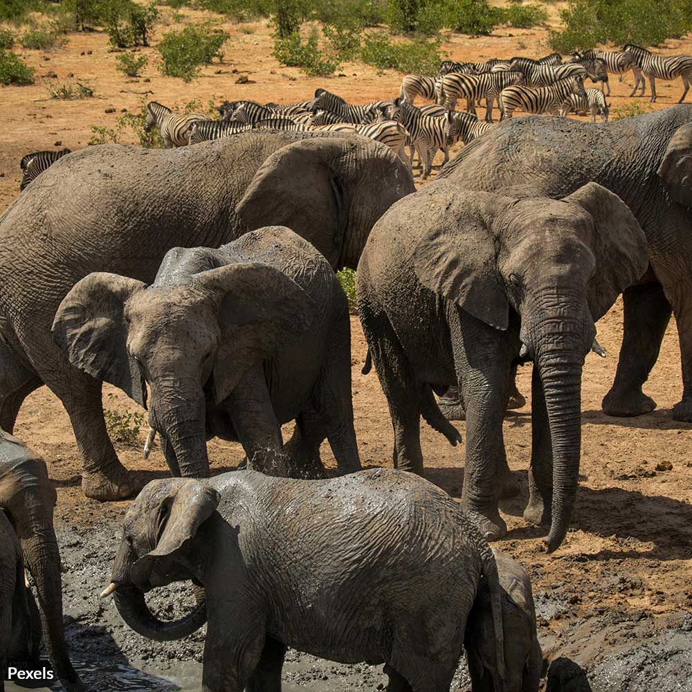 Stop Namibia From Slaughtering Wildlife And Causing An Ecological Disaster