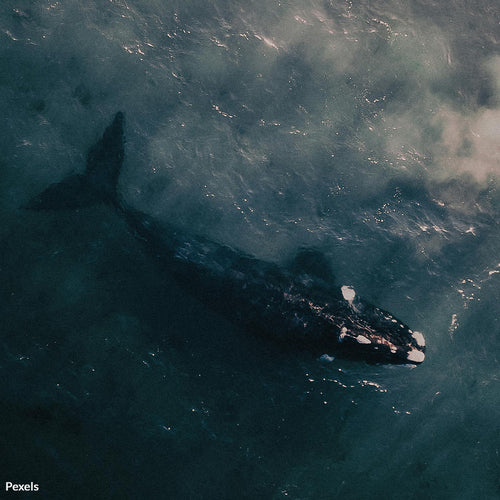 Stop Industrial Krill Fishing From Starving Whales To Death