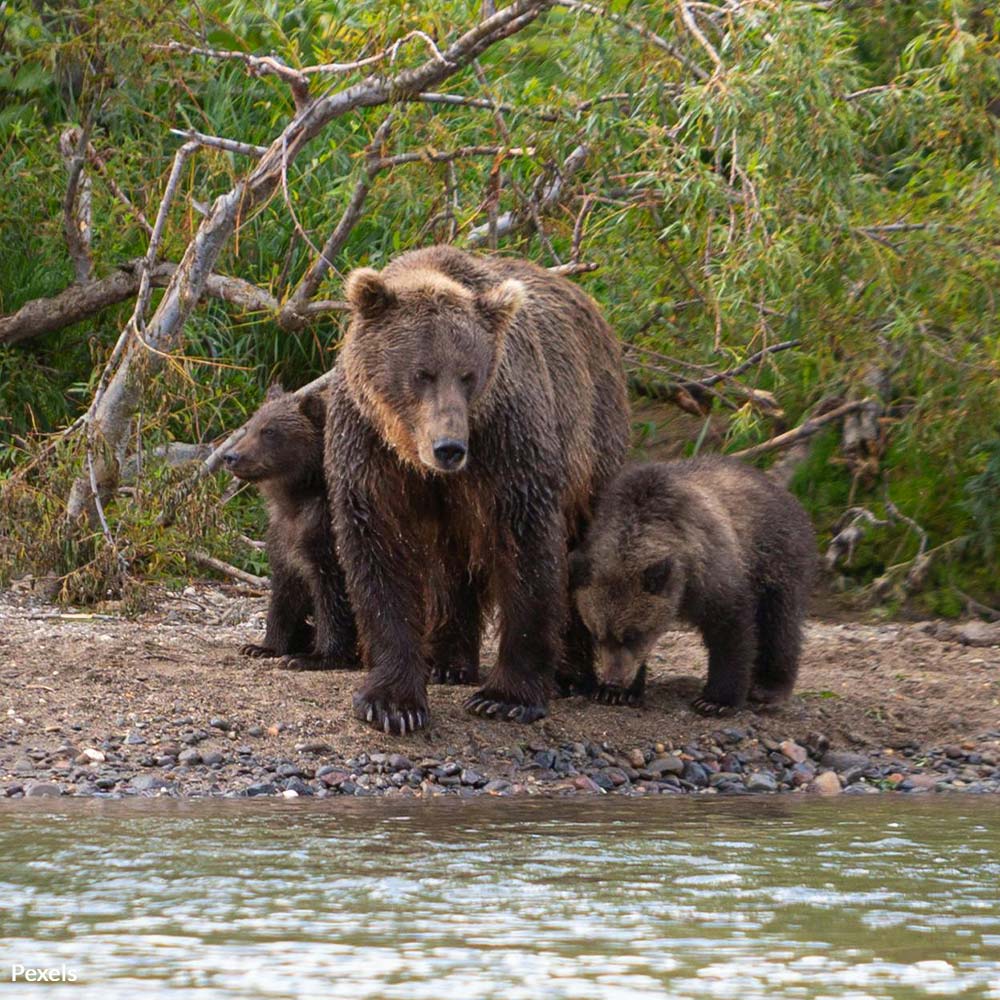 Stop The Senseless Slaughter Of Bears, Wolves And Lynx