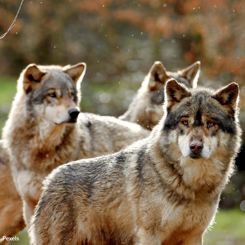 Stop The Wolf Slaughter Before More Innocent Wildlife And Pets Die