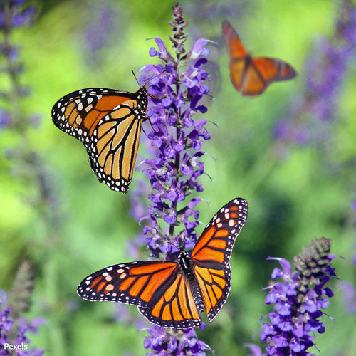 Save Our Endangered Pollinators From the Scourge of Toxic Malathion