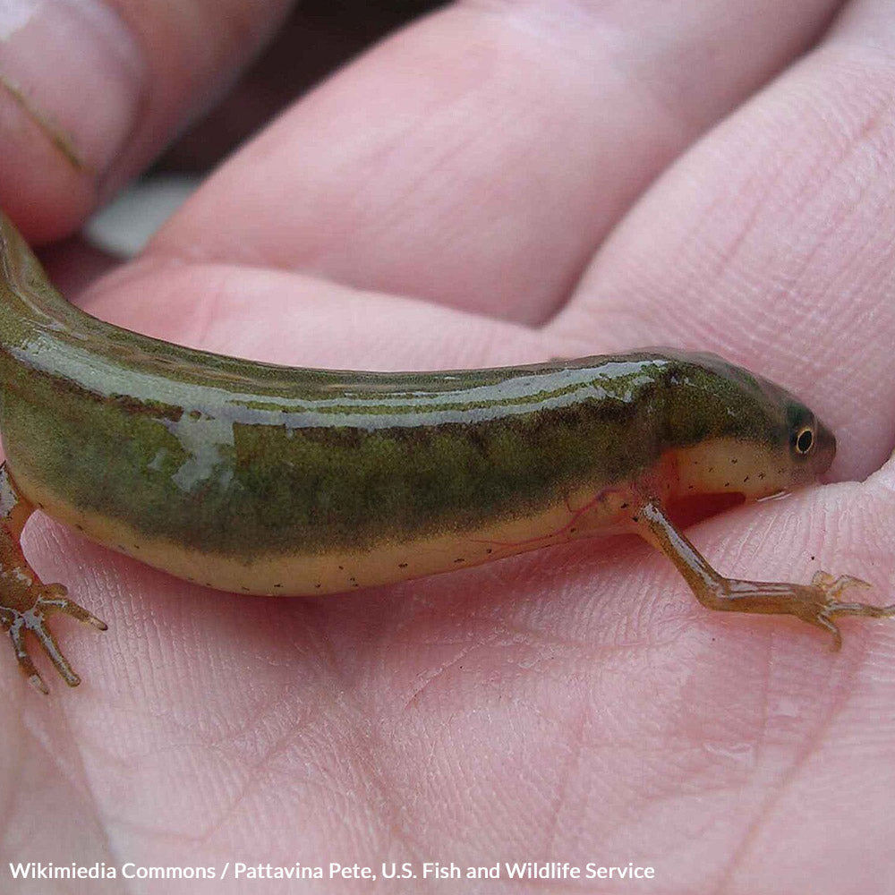 Save The Striped Newt Before It's Wiped Out By Government Inaction