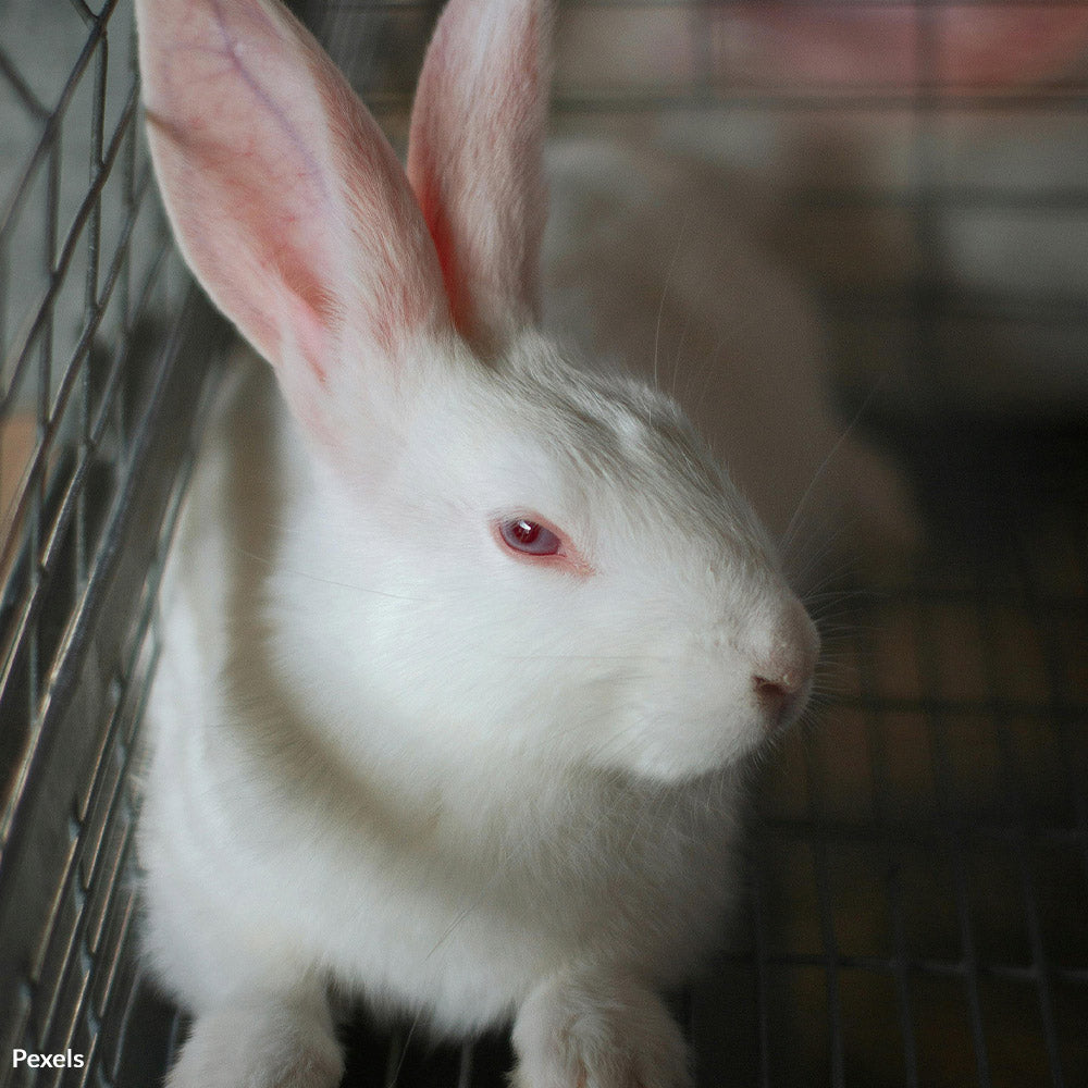 Petco: Keep Your Promise To End Rabbit Sales
