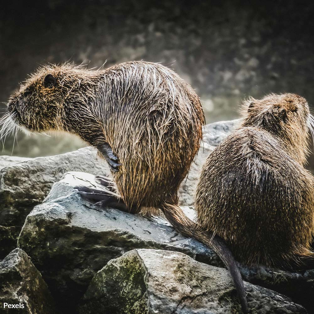 Stop The Beaver Slaughter in Poland