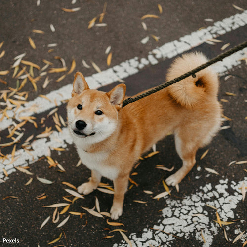 Hold Reckless Drivers Accountable for Killing Pets