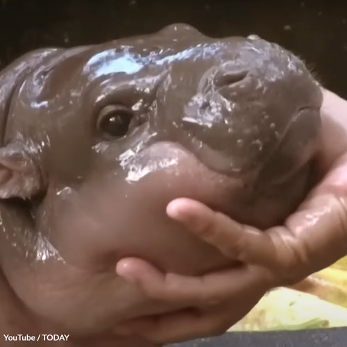 Free Moo Deng From Cruel Exploitation