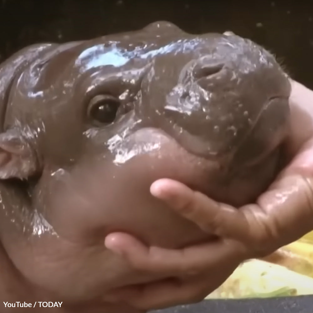 Free Moo Deng From Cruel Exploitation