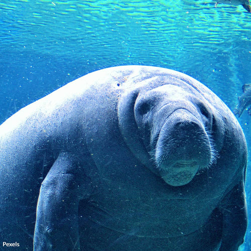 Rescue Helpless Manatees From Hurricane Helene’s Wrath
