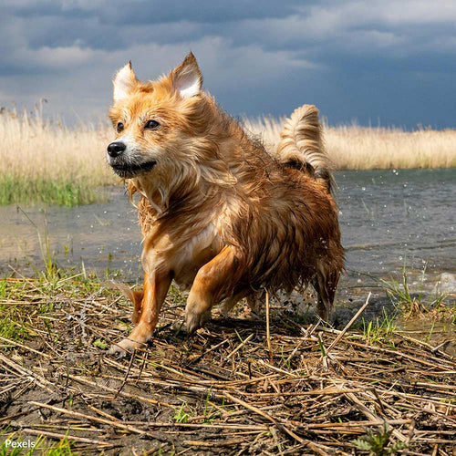 Make The Promise To Protect Your Pets When A Hurricane Hits