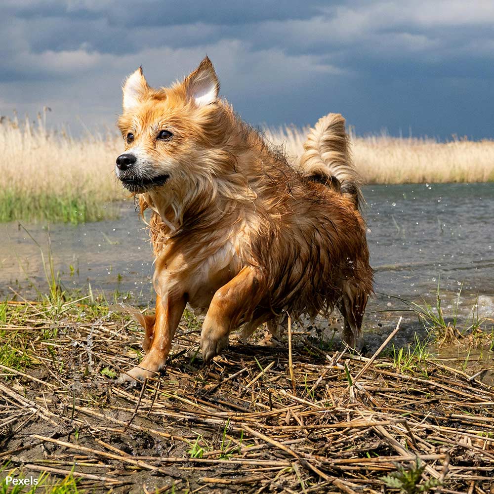 Make The Promise To Protect Your Pets When A Hurricane Hits
