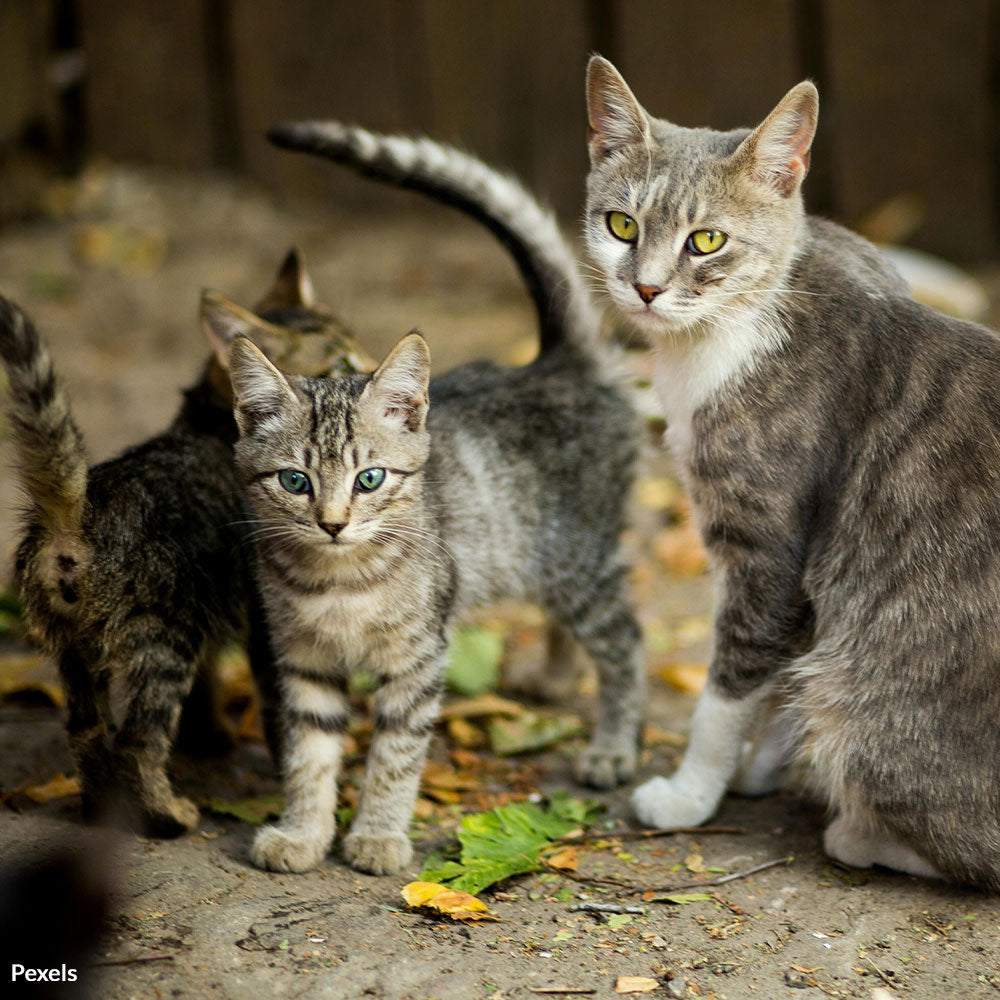 End the Cycle of Kittens Flooding Overcrowded Shelters