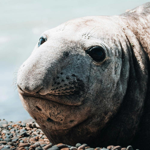 Protect Elephant Seals From Hunters And Human Threats
